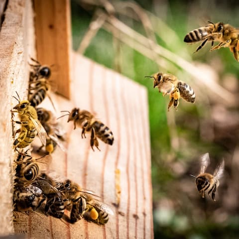 Bienen