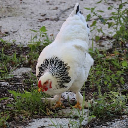 Huhn